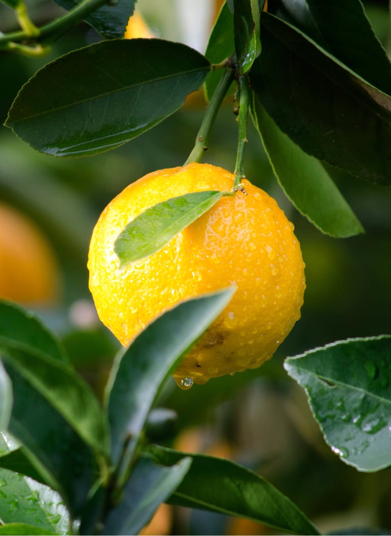 Natural Fruit Solids