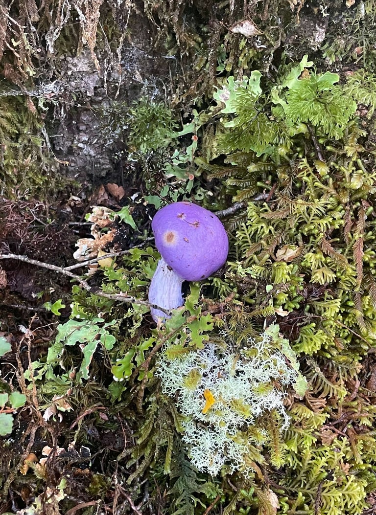 Seta en el camino a Brewster Hut