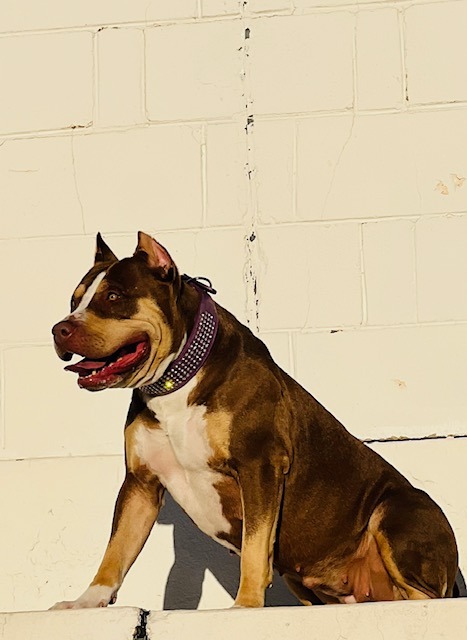 TKK ATHENA AMERICAN BULLY