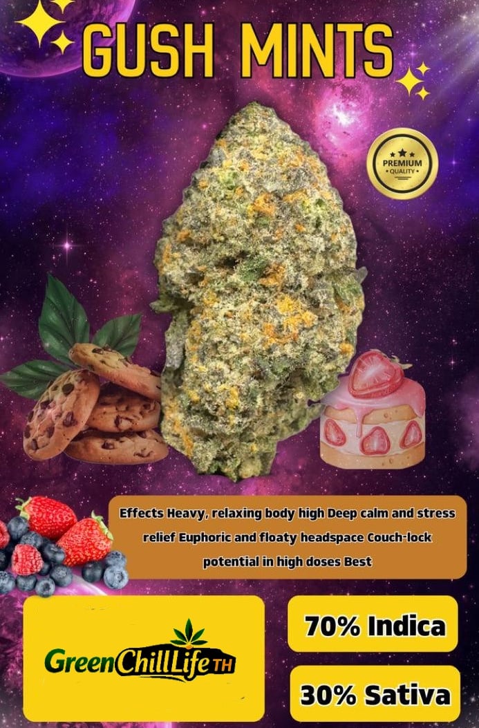 Bangkok Kush cannabis flower featuring traditional Thai genetics, displayed for legal availability in Thailand.