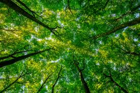Peace relaxing forest