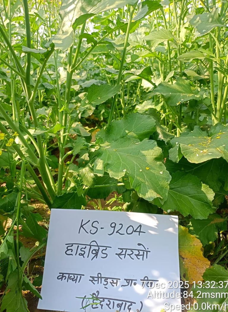 A KS-9204 hybrid mustard plant crop showing vibrant green leaves and stalks in a field.