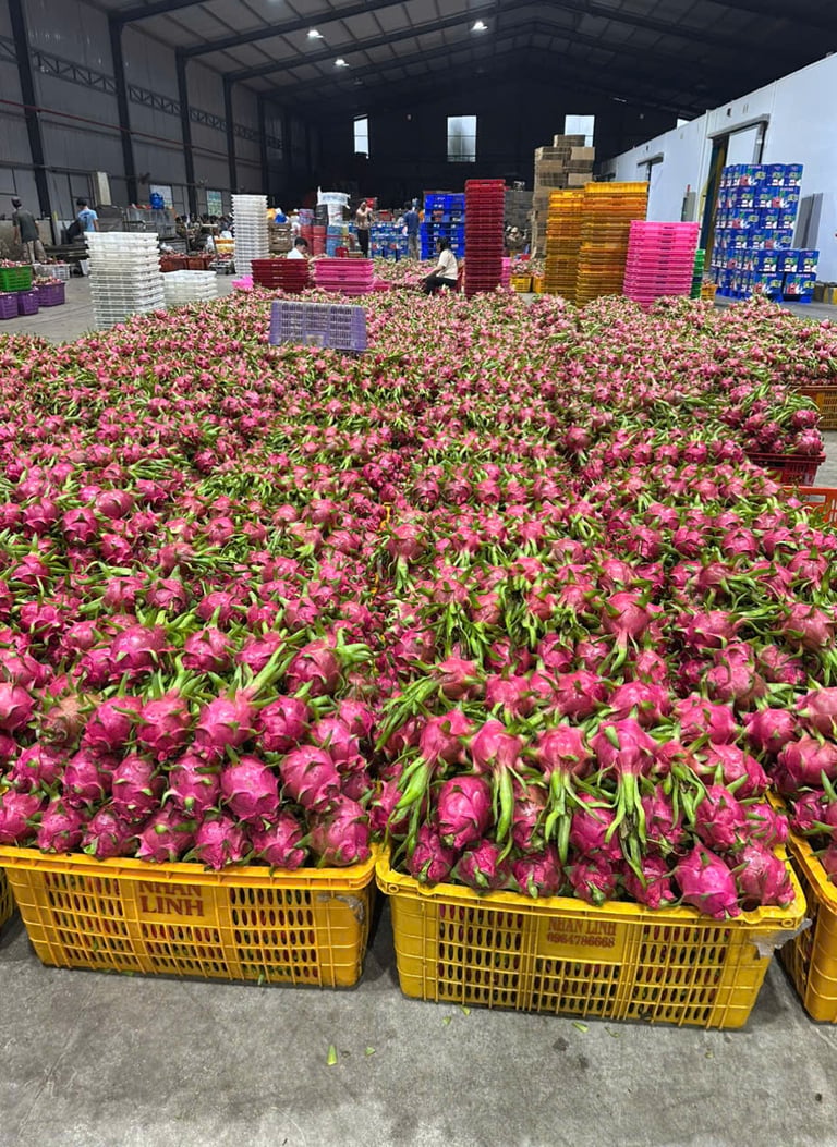 Dragon fruit, ready to pack