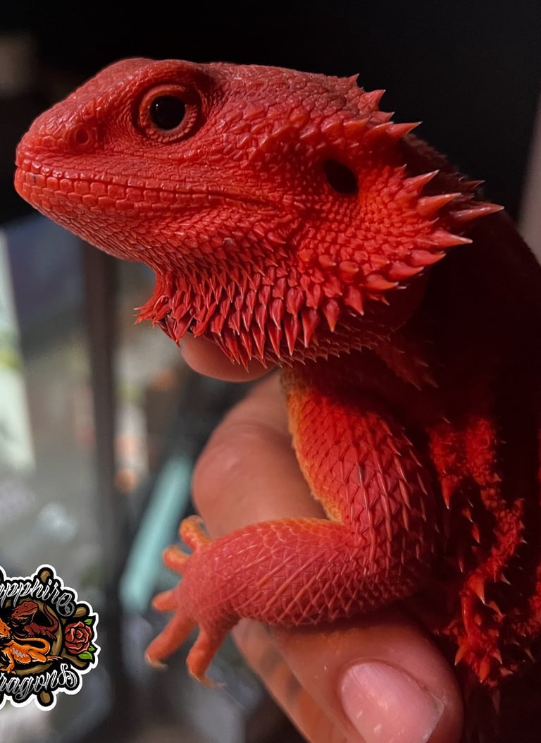 a red headed lizard lizard in a hand held by a person