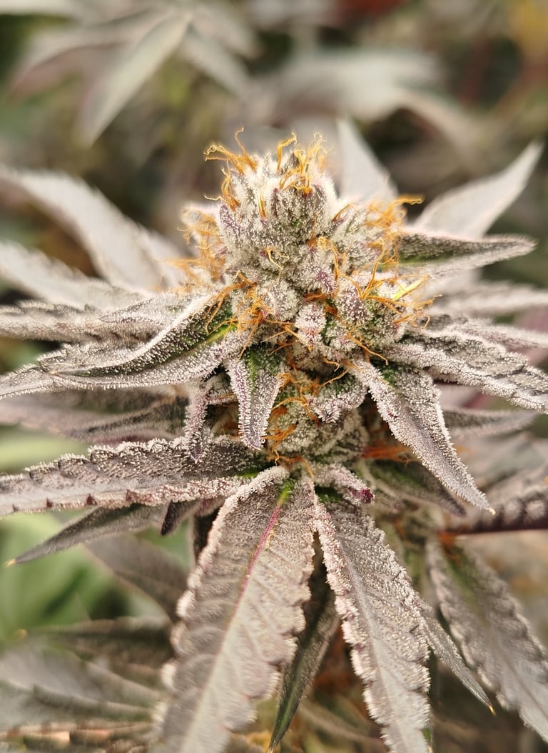 Fleur de CBD premium très résineuse – Kanabotania, producteur CBD Bretagne