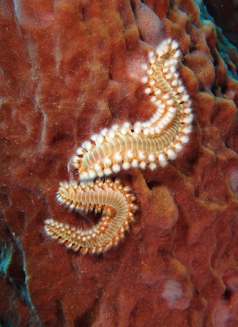 Bearded fireworms displaying their beautiful but venomous white bristles