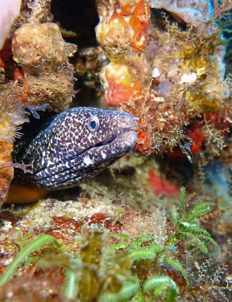 Spotted moray eel peering from a crevice in a colorful coral- and sponge-covered reef