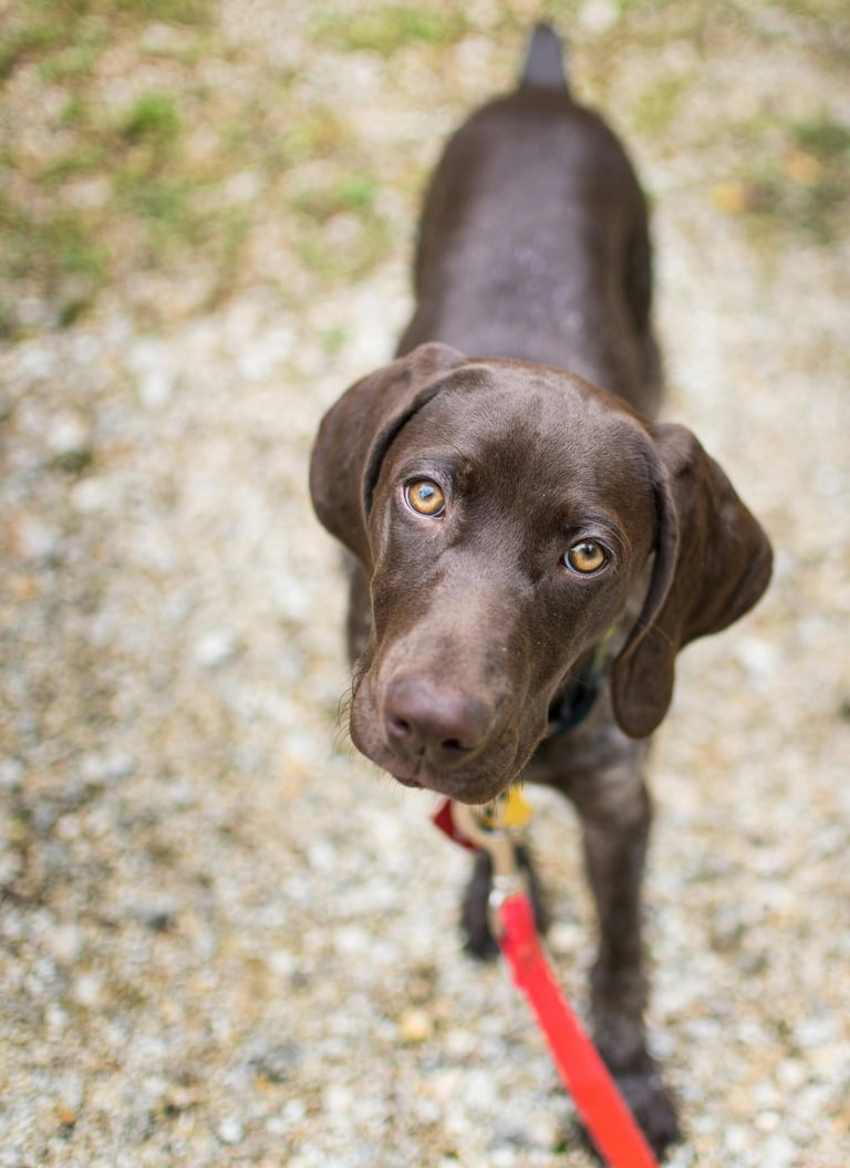 Dog training session in tampa teaching leash manners to chocolate Labrador puppy