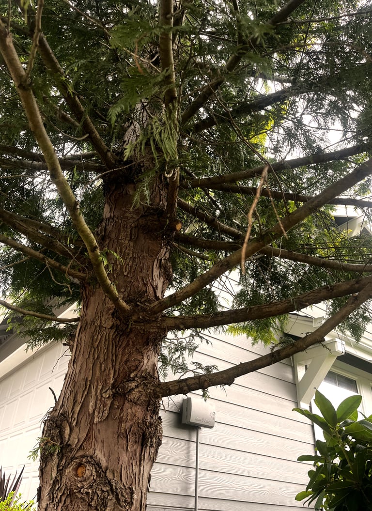 A tree service in Brier, WA is preparing to trim evergreen branches