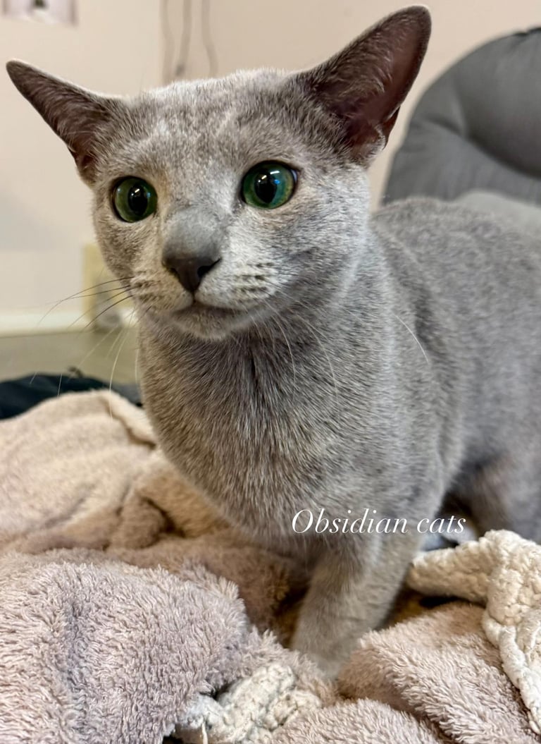 bleu russe male obsidian cats