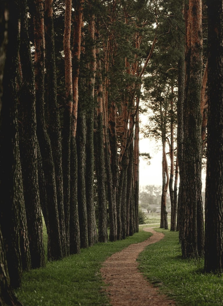Chemin dans une forêt vers la sortie illustre le parcours d'accompagnement de la sophrologie