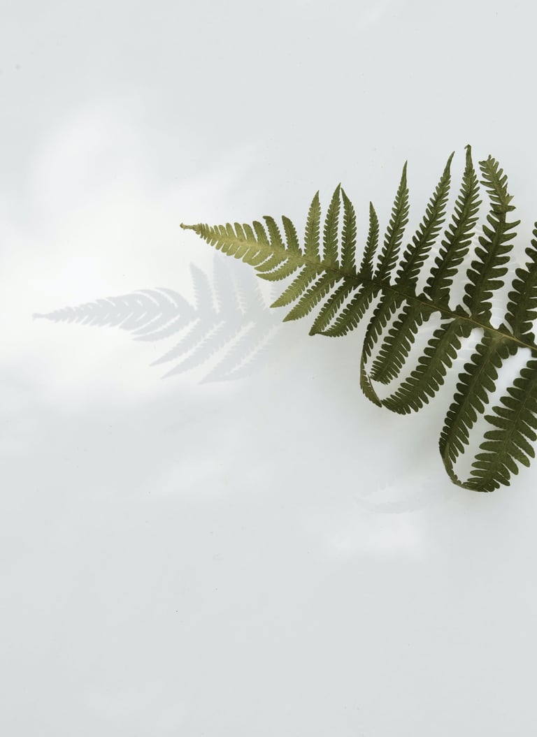 a fern leaf on a white surface