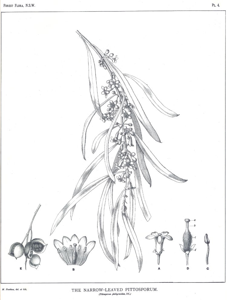 Vintage botanical illustration of Narrow-Leaved Pittosporum phillyreoides showing leaves, flowers, and seeds.