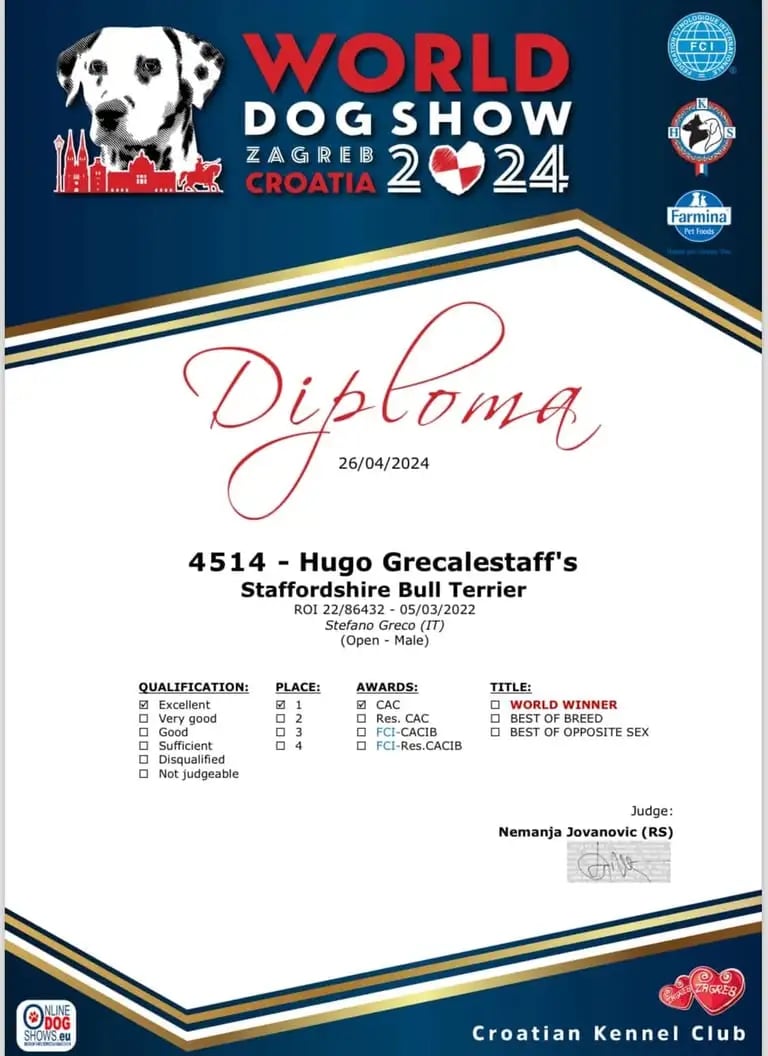 Diploma Cac primo classificato al wds 2024 di Zagabria, staffy Grecalestaffs