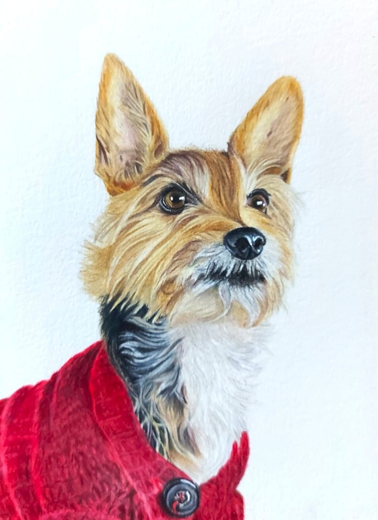 Realistic hand drawn pet portrait of a Yorkie mix dog in red sweater