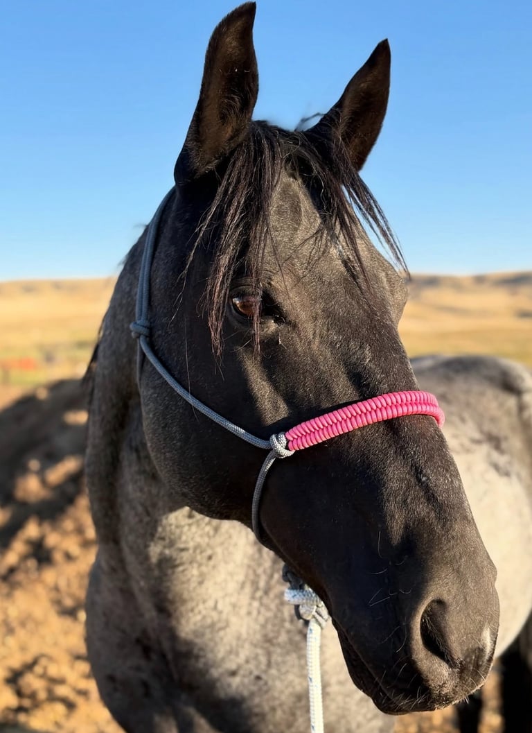 Handmade horse halter by I Heart k Bar Halters