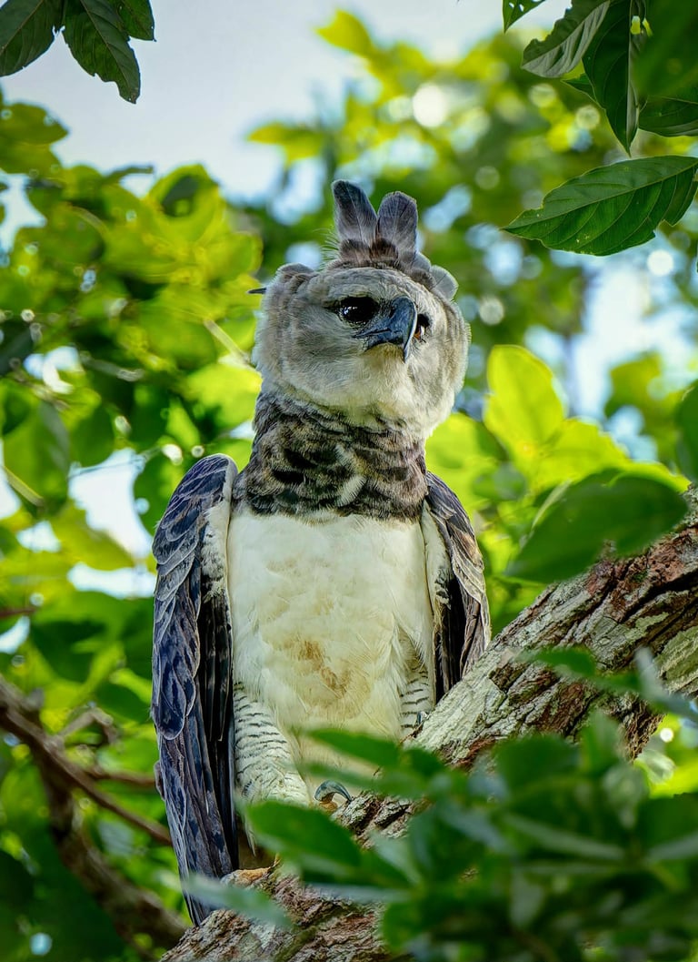 Manu National Park Photography Tour
