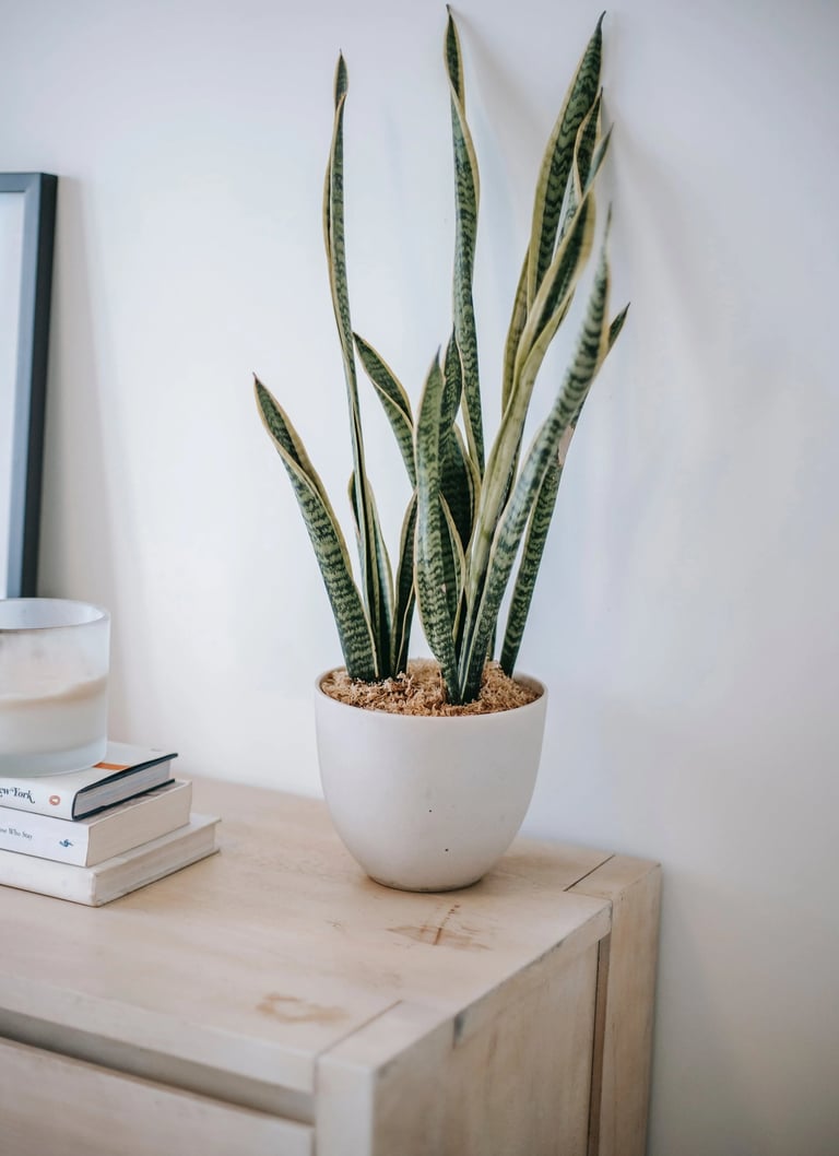 Snake Plant (Sansevieria trifasciata)