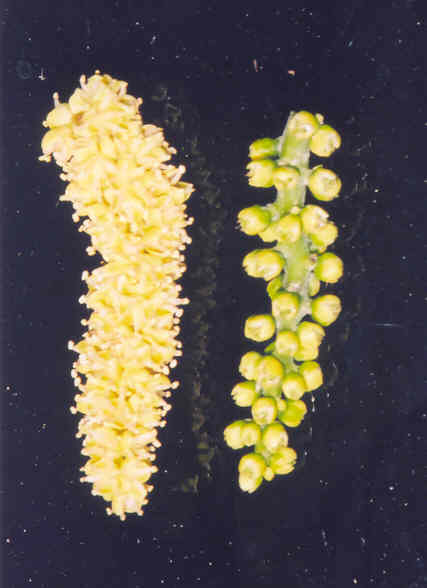 male vs female seed pods