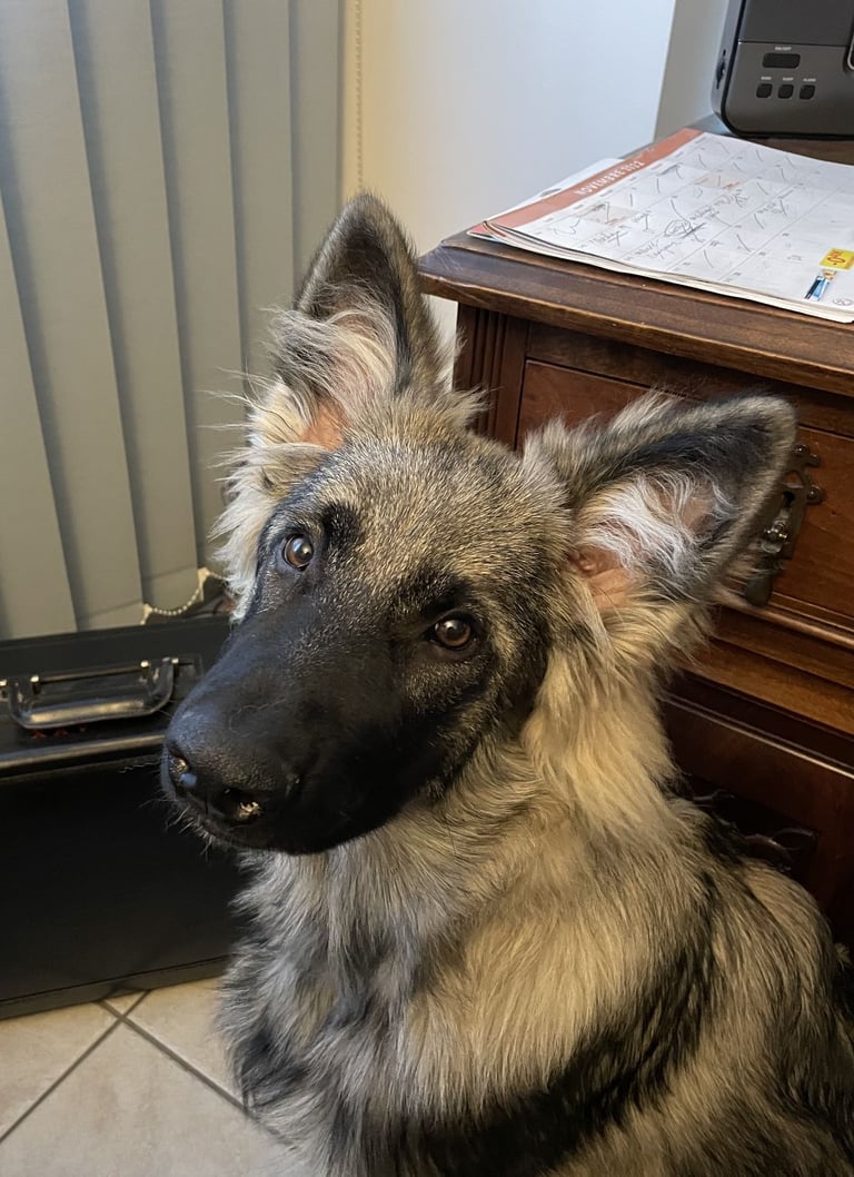 un chien assis sur le sol à côté d'un bureau
