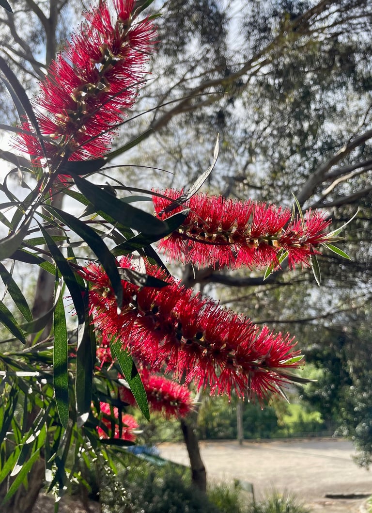 Australian native bottle brush tree illuminated by the sun and surrounded by green leaves