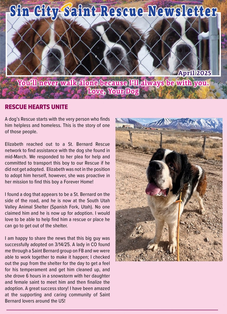 A Sin City Saint Rescue newsletter featuring two Saint Bernard dogs behind a fence and an adopted dog standing in a field.