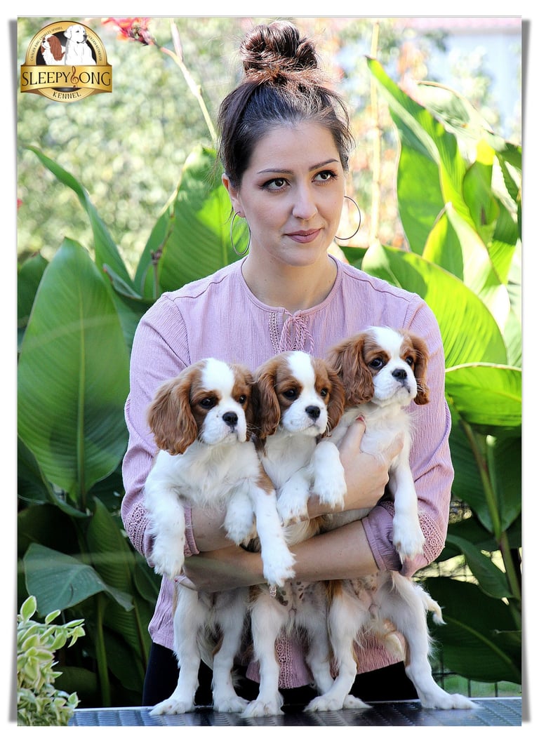 Litter ''A'' Sleepysong Kennel, females of Cavalier King Charles Spaniel posing.