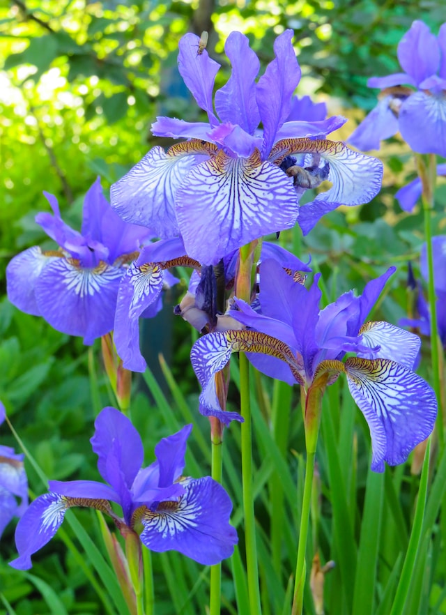 a beautiful purple spring flower named Iris