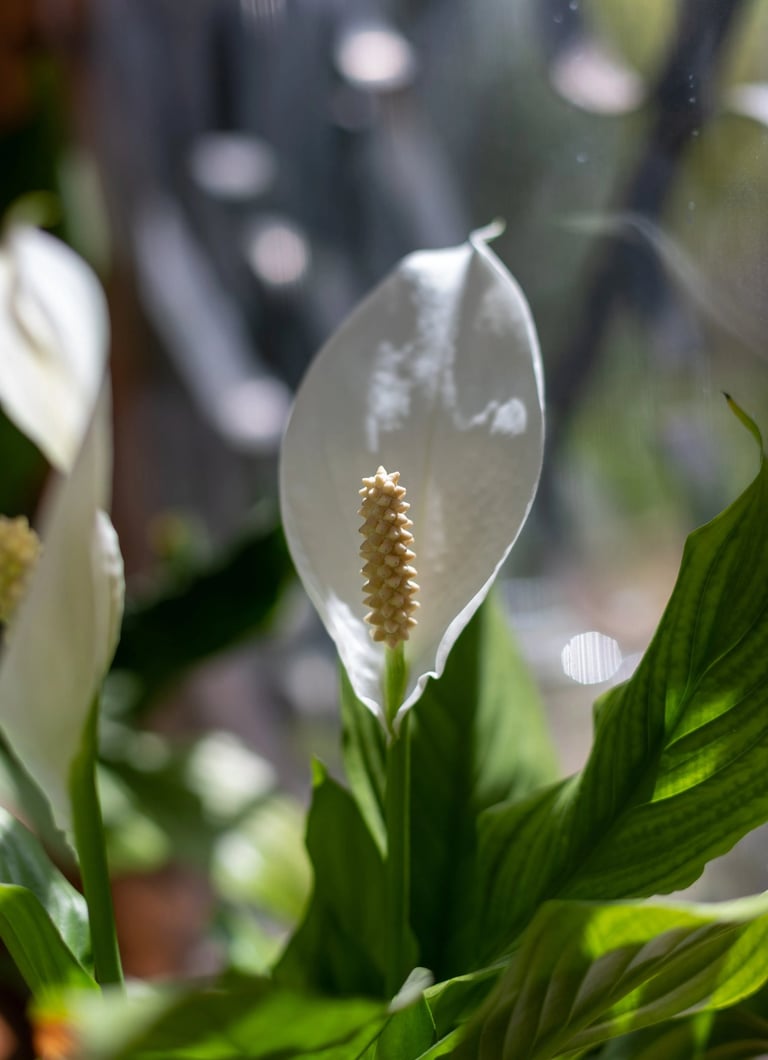 peace lily Spathiphyllum