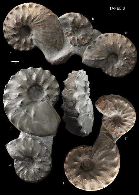 Further plate example from the same publication: spectacular findings