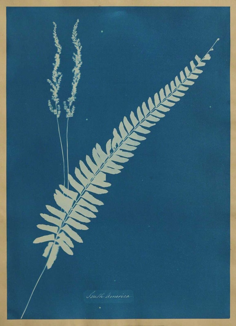Anna Atkins and Anne Dixon - Cyanotype ii from British and Foreign Ferns, 1853