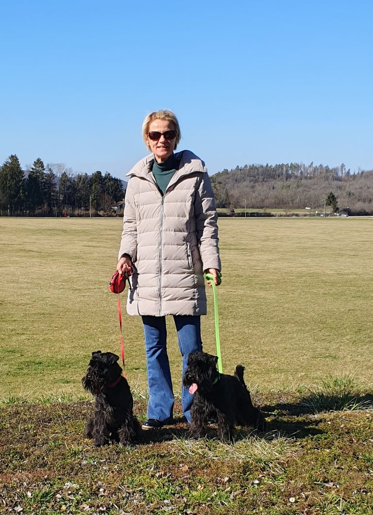 Etalons Schnauzer miniatures dans les champs