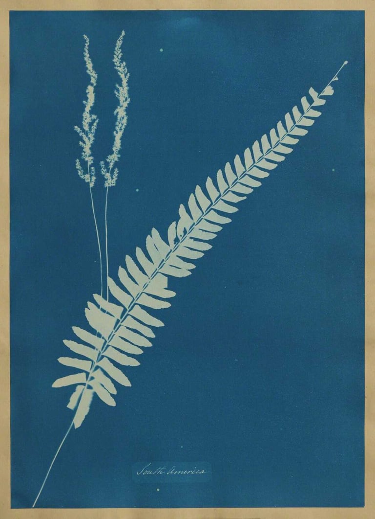 Anna Atkins and Anne Dixon - Cyanotype ii from British and Foreign Ferns, 1853