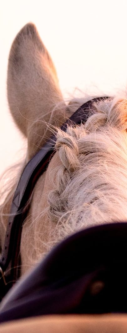 cheval palomino a la plage