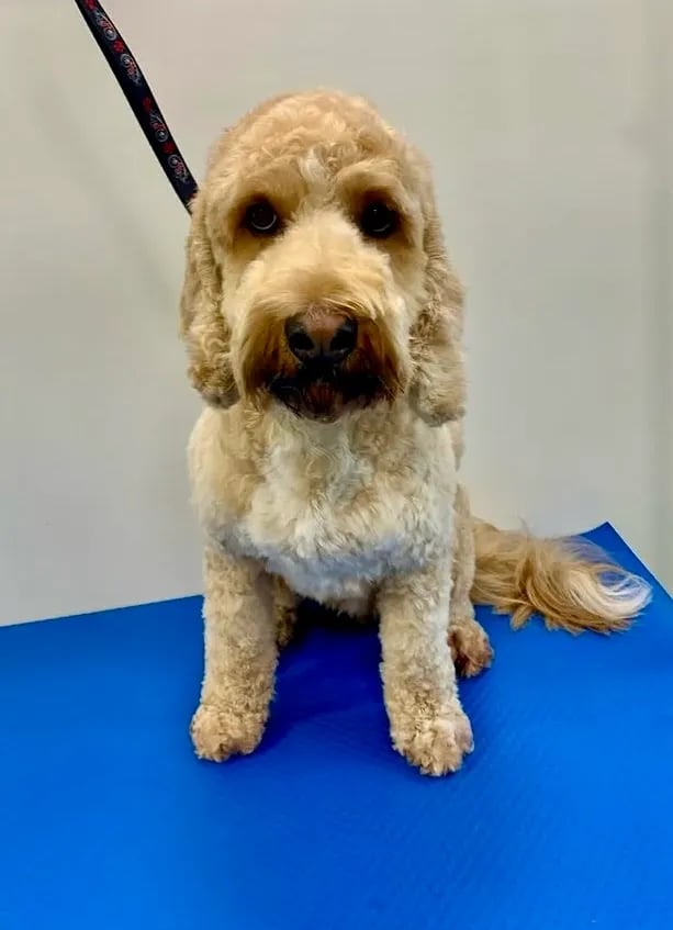 Full Groom