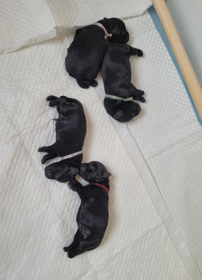 chiots Schnauzer qui viennent de naitre