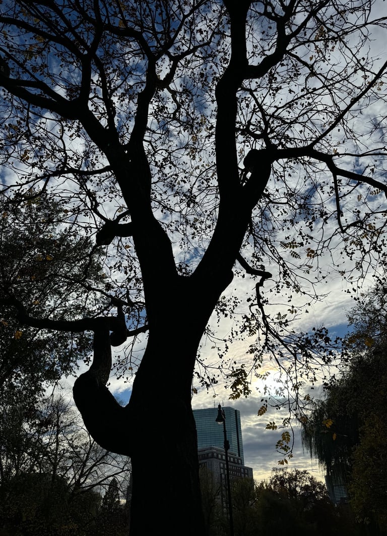 image by Julie Corcoran