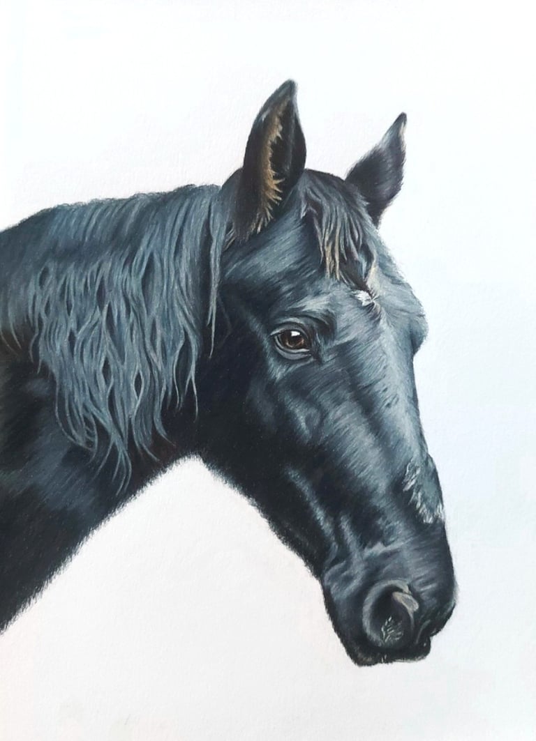 Realistic hand drawn pet portrait of a black horse