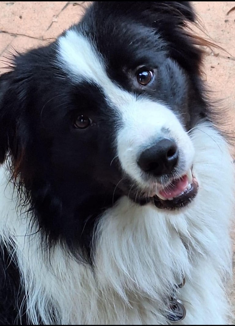 Black and White Stud Dog Border Collie