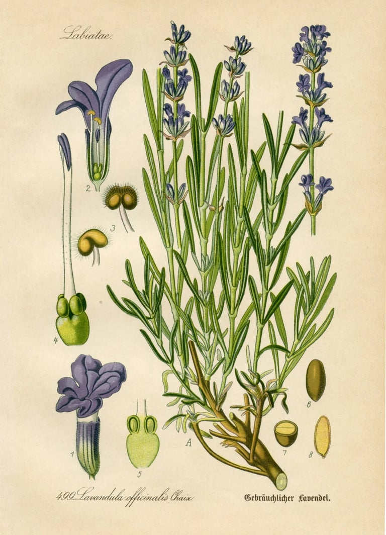 Diederich von Schlechtendal's German Flora (Flora von Deutschland), published by Jena, in 1871