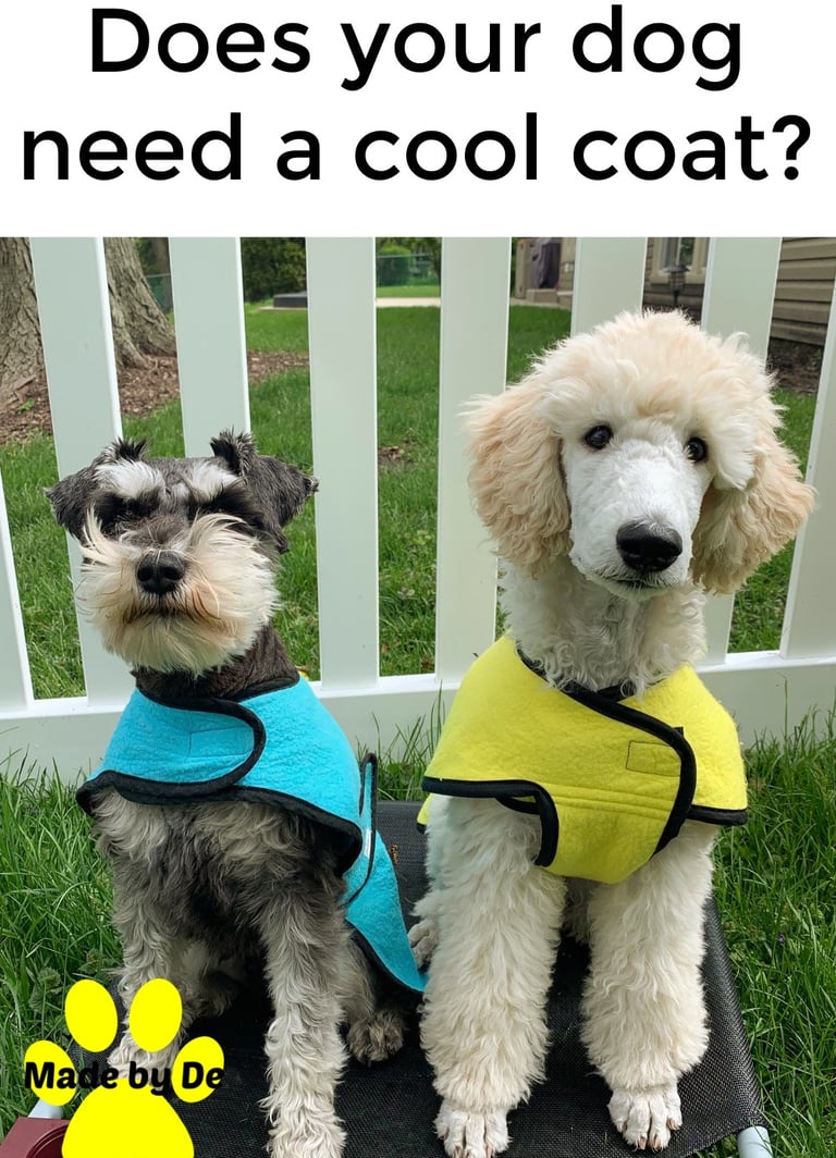 A Schnauzer and Poodle wearing blue and yellow cooling dog coats outdoors.