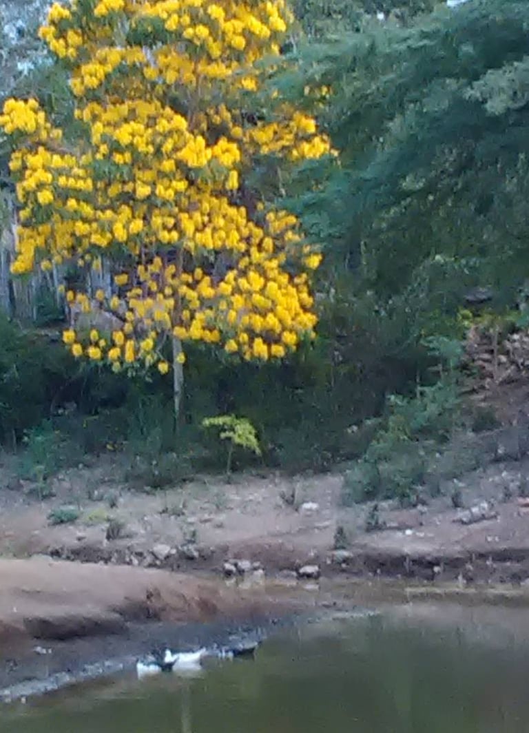 Arroyo: Charco Los Patos