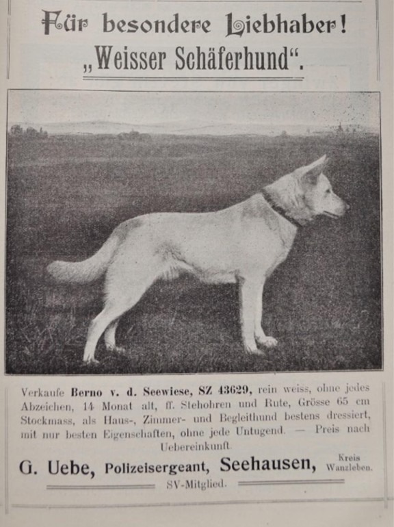 histoire du berger blanc suisse Berno v.d. Seewiese