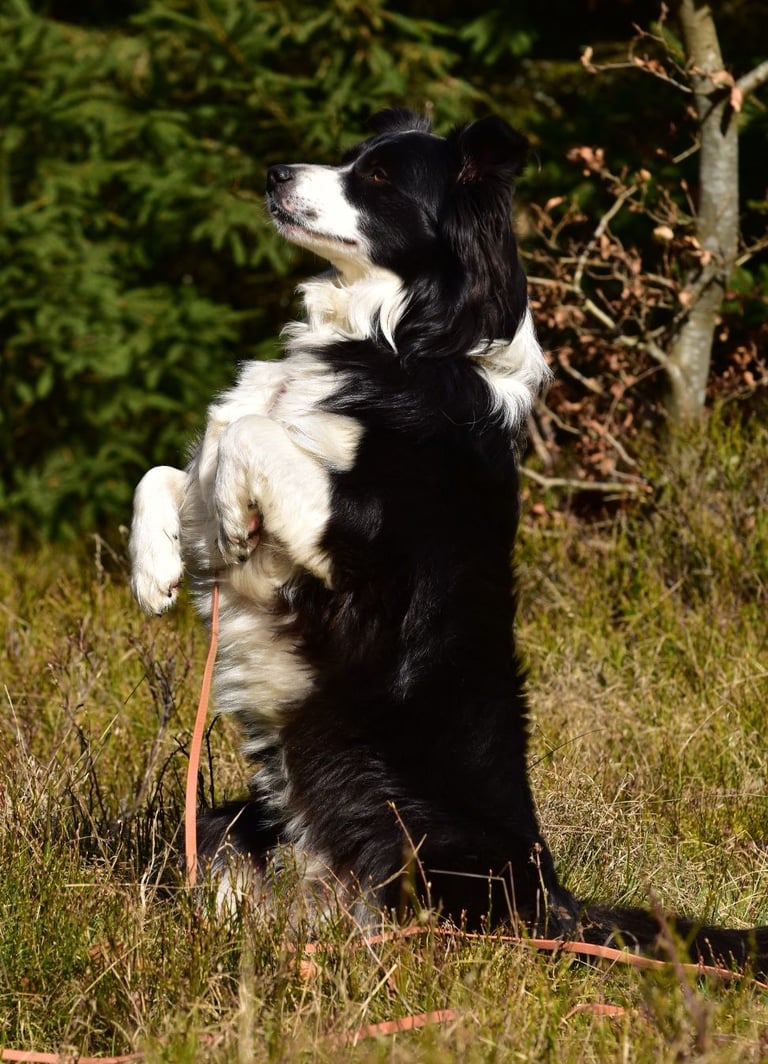 Ein schwarz-weißer Border Collie sitzt aufrecht auf den Hinterbeinen auf einem grasbewachsenen Feld.