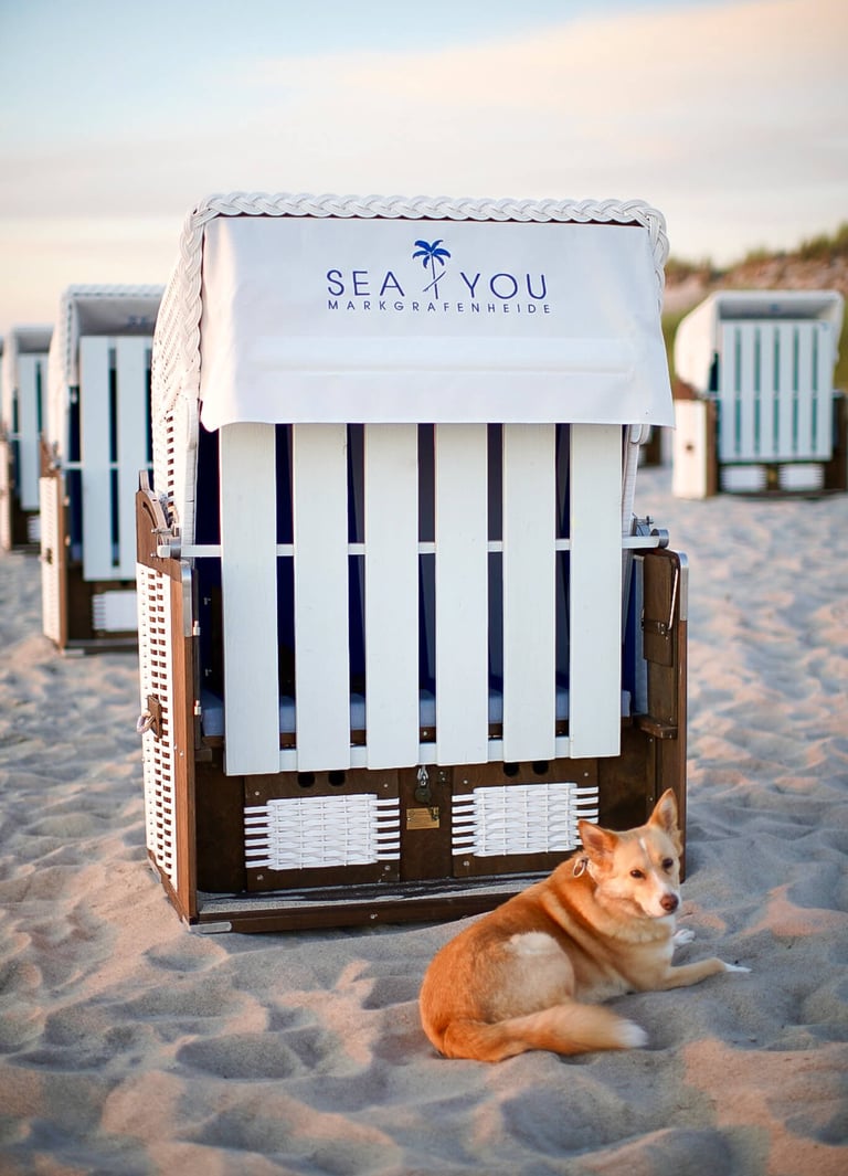 Ein Hund vor einem Strandkorb