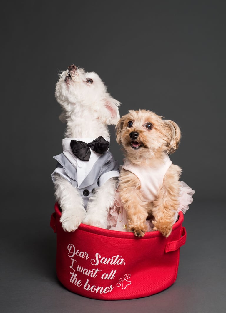 perrito vestidos de fiesta s dentro de un canasto rojo