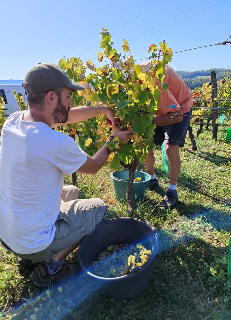 vendanges romain cipolla oenologie lyon