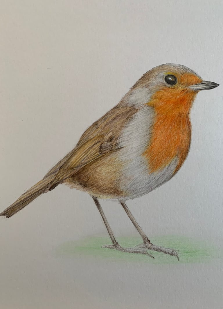 Robin