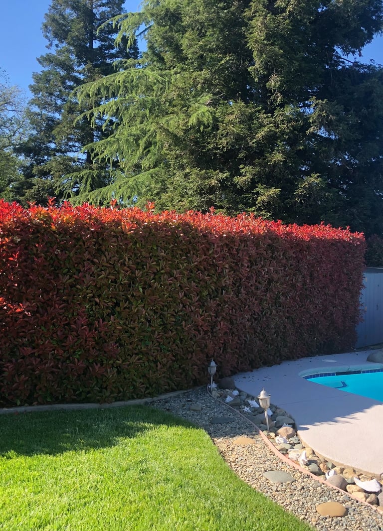 large bushes near a pool and a fenced in area