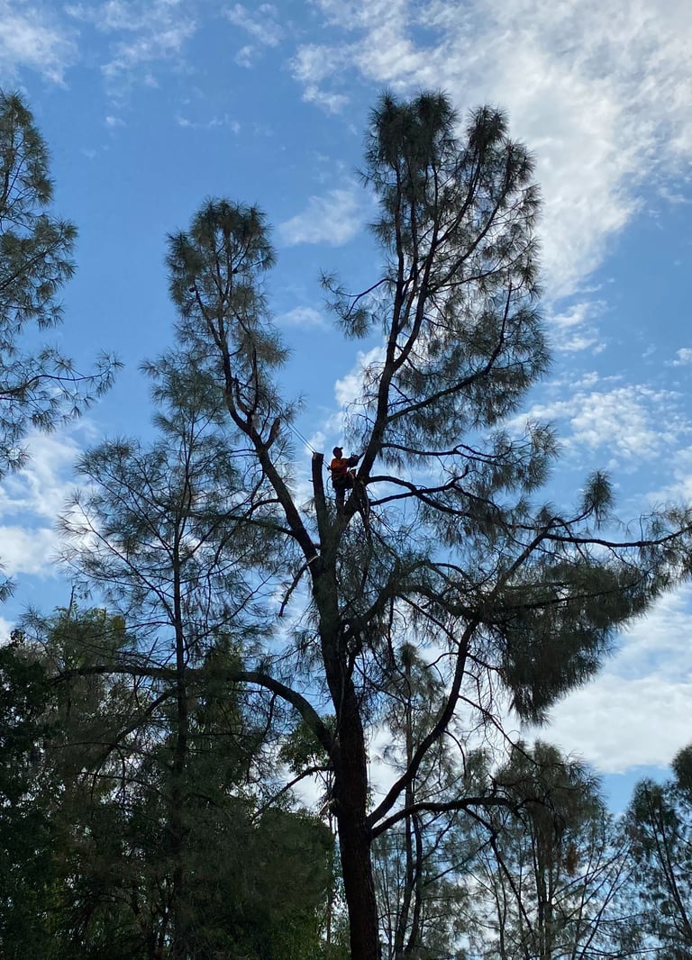 arborist in tall pine tree